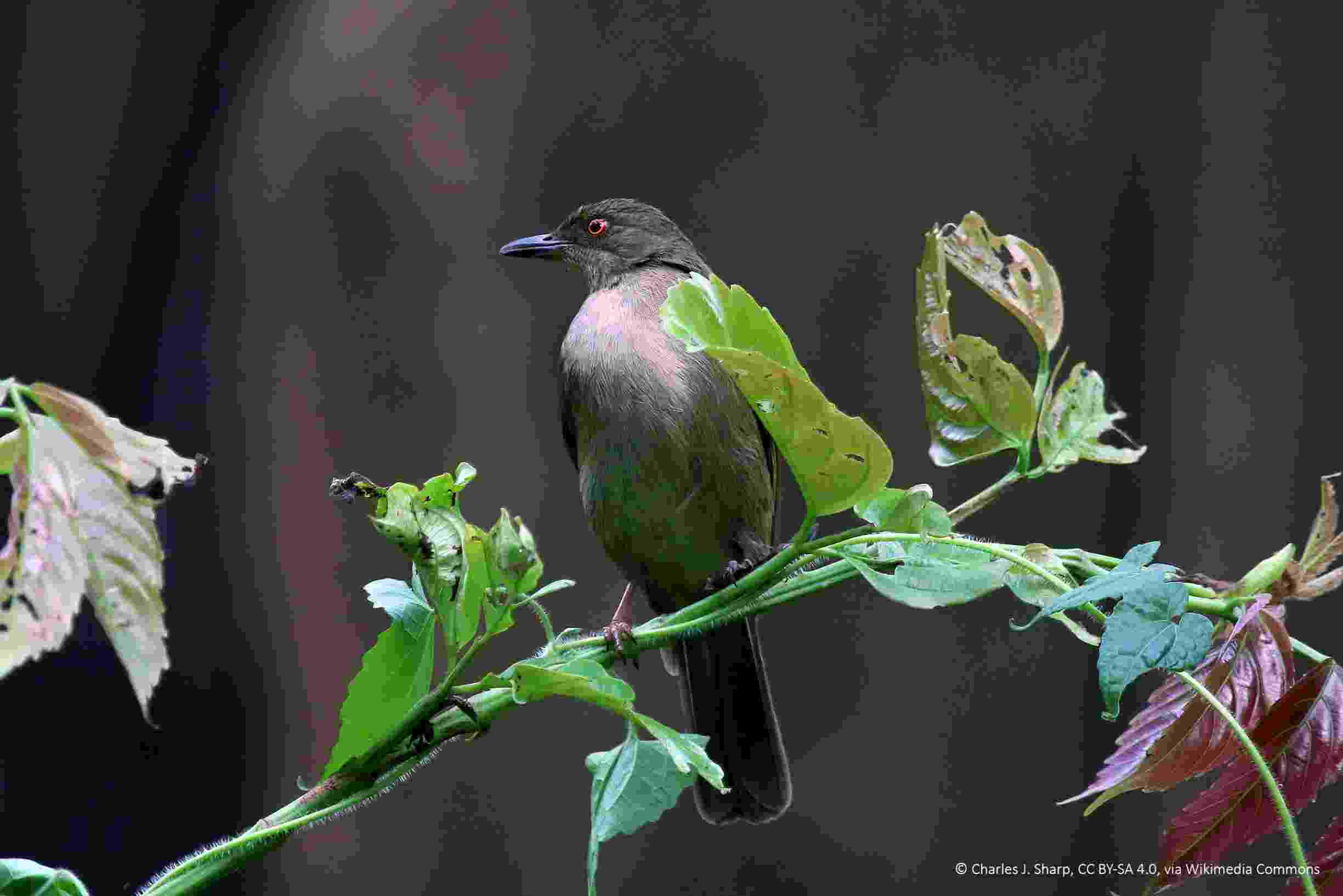 Close up of am Asian red-eyed bulbul, a green-grey bird with red eyes, perched between leaves on a branch